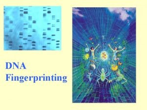 DNA Fingerprinting DNA Extraction DNA can be extracted