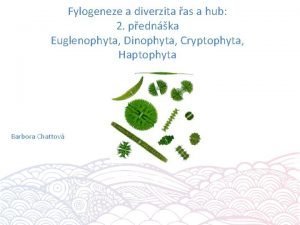 Fylogeneze a diverzita as a hub 2 pednka