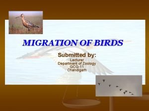 Migration in birds ppt