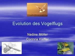 Evolution des Vogelflugs Nadine Mller Corinna Kieffer Gliederung