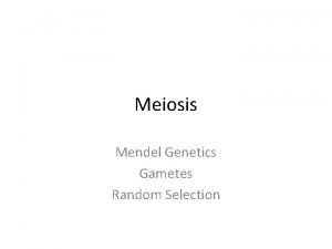 Meiosis Mendel Genetics Gametes Random Selection Genetics We