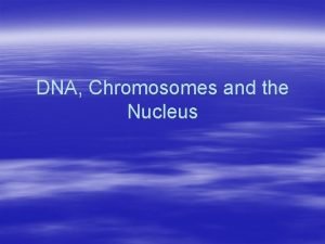 DNA Chromosomes and the Nucleus DNA Structure DNA