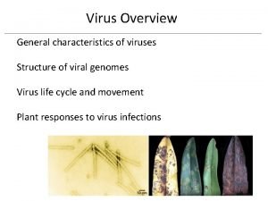 General characteristics of viruses