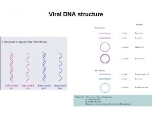 Viral DNA structure Viral entry Receptors and coreceptors