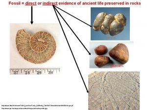 Indirect fossil