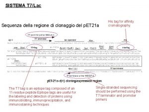 SISTEMA T 7Lac Sequenza della regione di clonaggio