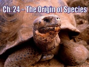 What is a Species Speciation the origin of