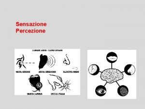 Sensazione Percezione La sensazione i sistemi sensoriali registrano