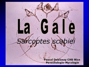 Sarcoptes scabiei Pascal Delaunay CHU Nice ParasitologieMycologie s