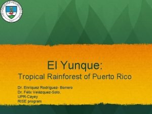 El Yunque Tropical Rainforest of Puerto Rico Dr