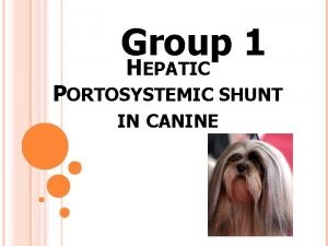Liver shunt in dogs