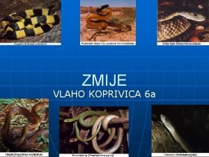 ZMIJE VLAHO KOPRIVICA 6 a PODJELA n n