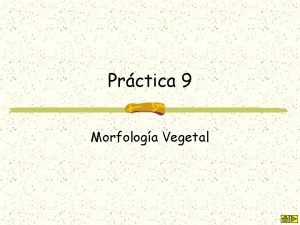 Prctica 9 Morfologa Vegetal Diplotaxis erucoides Morfologa de