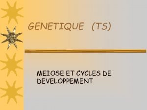 GENETIQUE TS MEIOSE ET CYCLES DE DEVELOPPEMENT Les