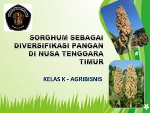 SORGHUM SEBAGAI DIVERSIFIKASI PANGAN DI NUSA TENGGARA TIMUR