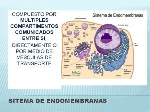 COMPUESTO POR MULTIPLES COMPARTIMENTOS COMUNICADOS ENTRE SI DIRECTAMENTE