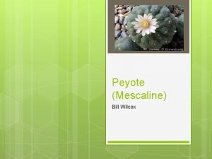 Peyote Mescaline Bill Wilcox Drug Names Brand name