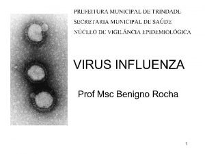 GRIPE A influenza ou gripe uma infeco viral