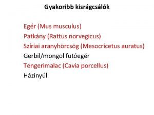 Gyakoribb kisrgcslk Egr Mus musculus Patkny Rattus norvegicus