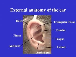 Triangular fossa of the ear
