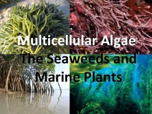 Multicellular Algae The Seaweeds and Marine Plants I