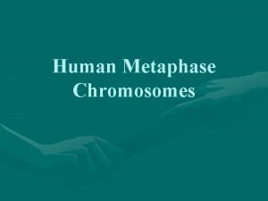 Human Metaphase Chromosomes Experiment Objectives Preparing staining and