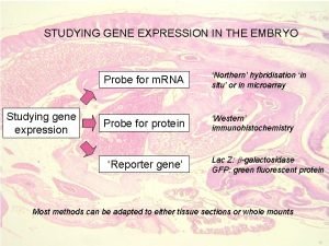 STUDYING GENE EXPRESSION IN THE EMBRYO Studying gene