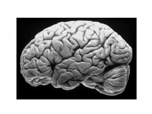 Cortex Cingulate Gyrus Precentral Gyrus Postcentral Gyrus Primary