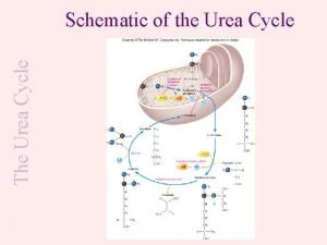 The Urea Cycle Schematic of the Urea Cycle