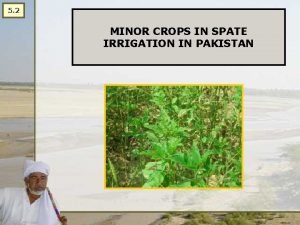 5 2 MINOR CROPS IN SPATE IRRIGATION IN