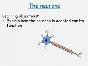 The neurone Learning objectives Explain how the neurone