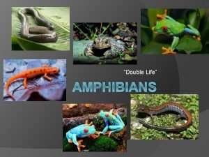 Double life amphibians