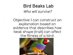 Bird Beaks Lab Who will survive Objective I