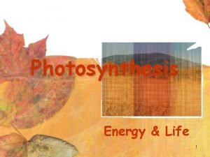 Photosynthesis Energy Life 1 Autotrophs Plants and some