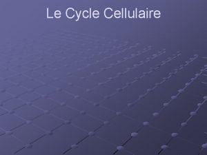 Le Cycle Cellulaire Linterphase La mitose La cytocinse