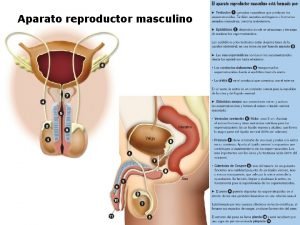 Aparato reproductor masculino Espermatognesis La produccin de espermatozoides