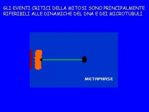 GLI EVENTI CRITICI DELLA MITOSI SONO PRINCIPALMENTE RIFERIBILI