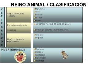 REINO ANIMAL CLASIFICACIN V E R T E