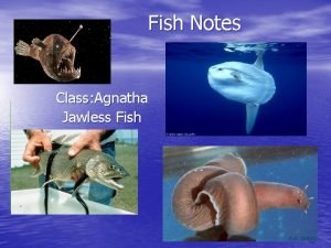 Agnatha