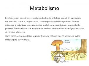 El metabolismo de los hongos