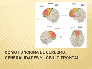 CMO FUNCIONA EL CEREBRO GENERALIDADES Y LBULO FRONTAL