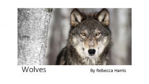 Wolves By Rebecca Harris Introduction Wolves interested me