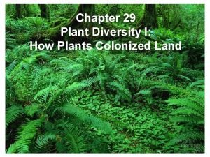 Chapter 29 plant diversity