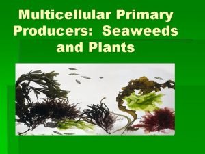 Multicellular Primary Producers Seaweeds and Plants Multicellular Algae