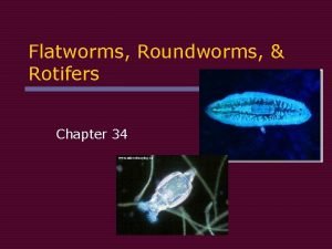 Flatworms Roundworms Rotifers Chapter 34 Phylum Platyhelminthes Section