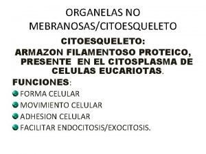 Filamentos del citoesqueleto