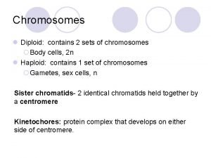 Chromosomes l Diploid contains 2 sets of chromosomes