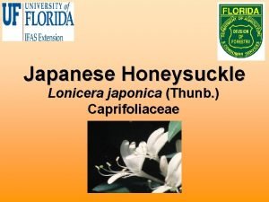 Japanese Honeysuckle Lonicera japonica Thunb Caprifoliaceae Biology Native