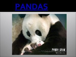 PANDAS the Giant panda called in Chinese as