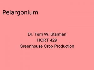 Pelargonium Dr Terri W Starman HORT 429 Greenhouse